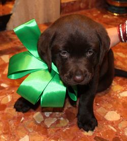 Close-up portrait of black puppy