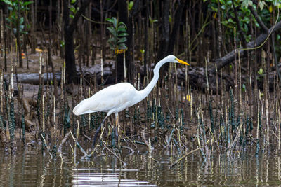 White heron in lake