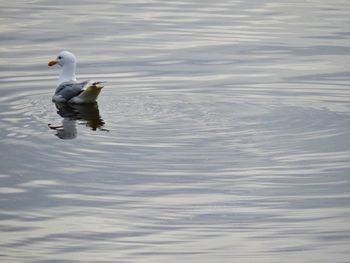 High angle view of seagull swimming on sea