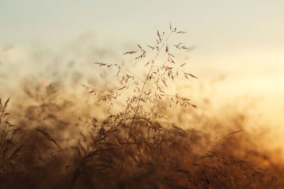 Close-up of silhouette plants on field against sky during sunset