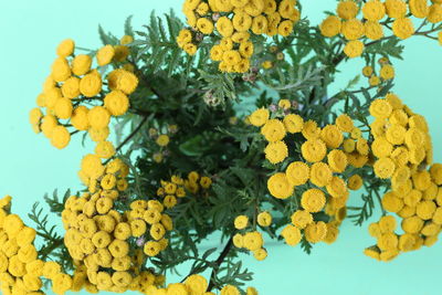 Close-up of yellow flowering plant