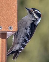 Close-up of bird perching on a feeder