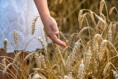 Close-up of wheat growing on field