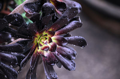 Close-up of wet flower