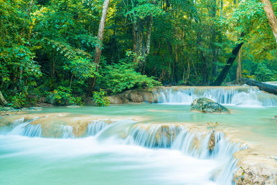 Scenic view of waterfall in forest