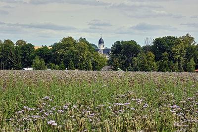 Plants growing on field by building against sky