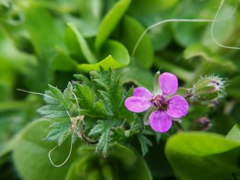 Close-up of insect on flower