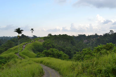 Scenic view of trees on field against sky