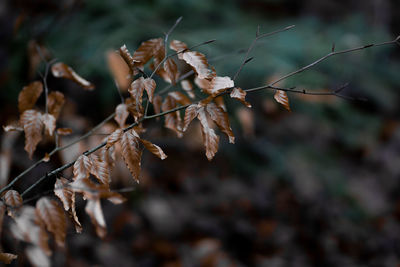 Close-up of dry leaves on plant