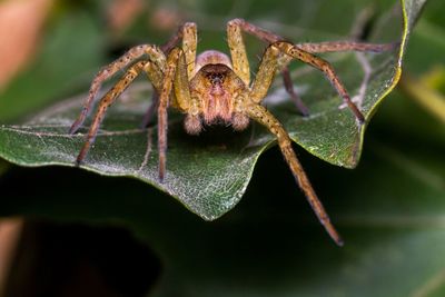 Close-up of insect on plant