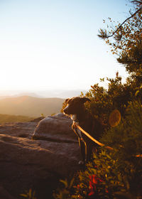 Dog standing by rock against sky