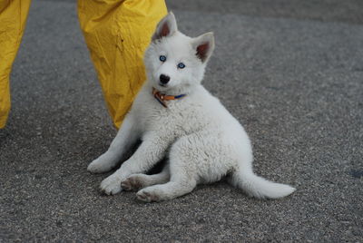 Close-up portrait of dog