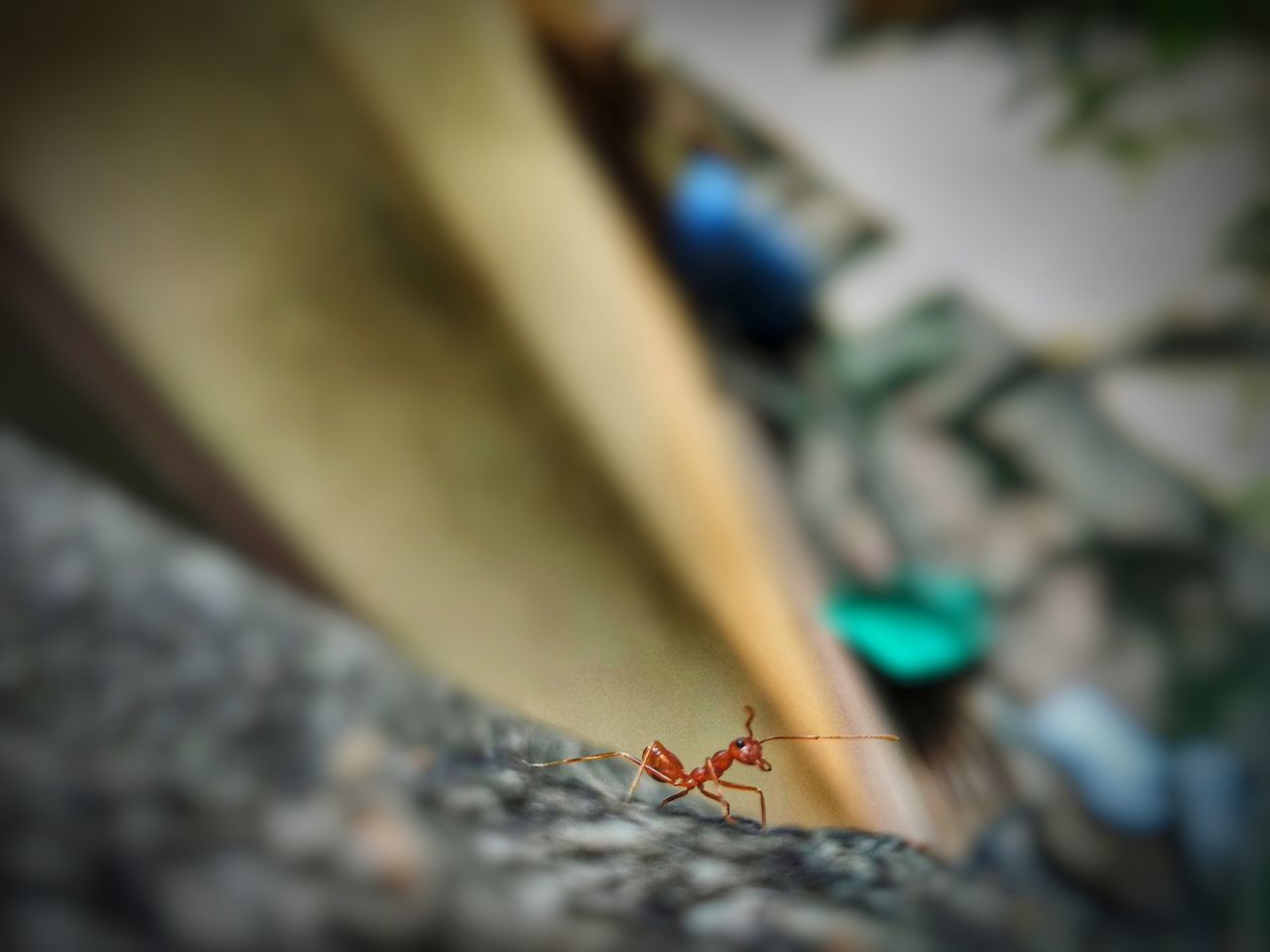 selective focus, invertebrate, close-up, animal themes, animal, animals in the wild, animal wildlife, day, insect, one animal, no people, rock, nature, solid, rock - object, outdoors, green color, textured, ant, high angle view