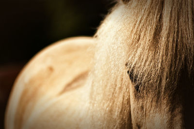 Close-up of horse