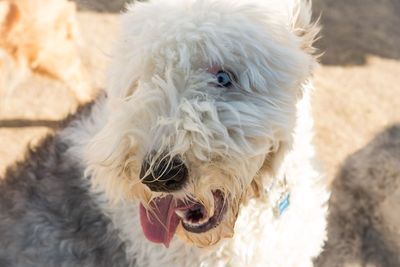 Close-up of dog