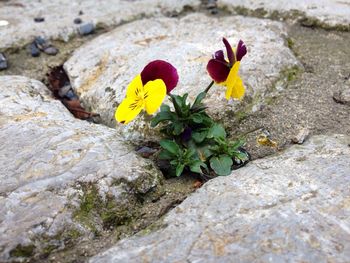 Close-up of plant on rock