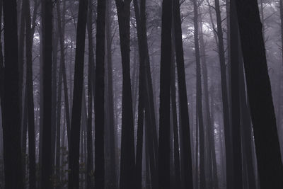 Low angle view of bamboo trees in forest