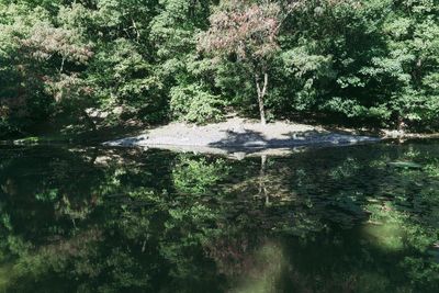 Scenic view of lake in forest