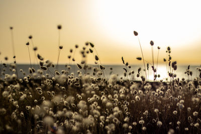 Flowering plants on field against sky during sunset