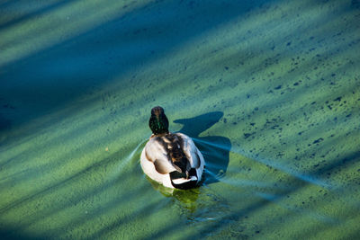 High angle view of boat swimming on swamp