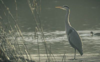 High angle view of gray heron in lake