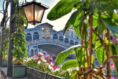 View of flowering plants by building