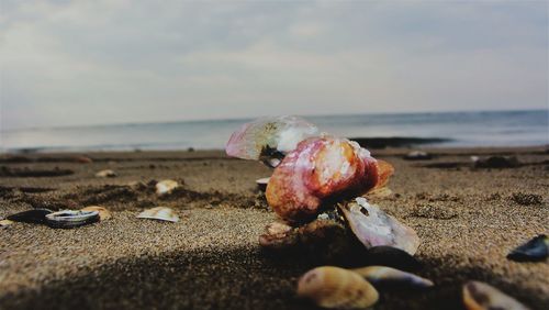 Close-up of pebbles on beach against sky