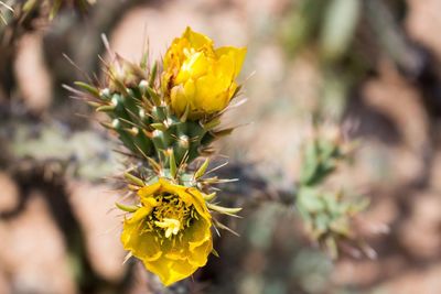 Close-up of yellow flowers