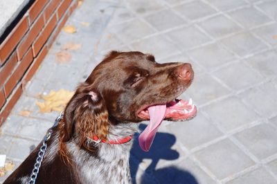 High angle view of dog on footpath