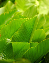 Full frame shot of green leaves