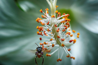 Close-up of insect on plant