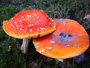 Close-up of mushrooms