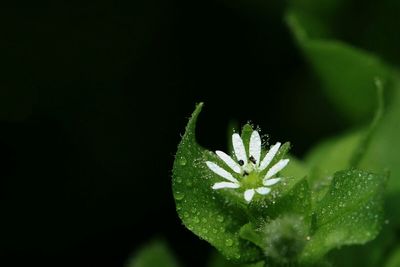 Close-up of flowers