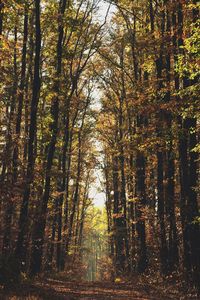 Trees in forest during autumn