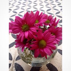 Close-up of pink flowers