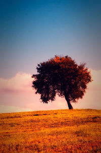 Tree on field against sky at sunset