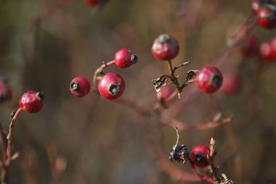 Close-up of red berries growing on tree