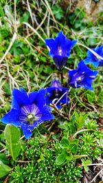 Close-up of blue flowering plants on field
