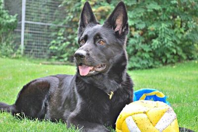 Portrait of black dog on grassy field