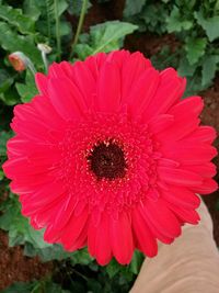 Close-up of red daisy flower