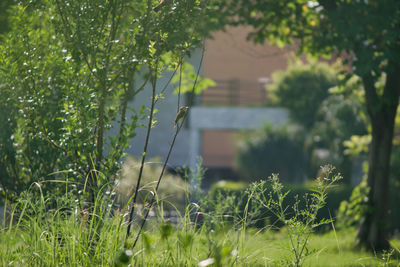 Close-up of plants growing on land