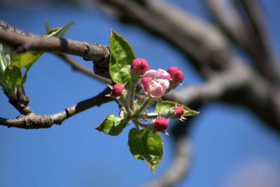 Low angle view of flower buds growing on tree