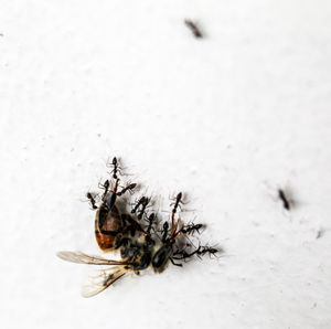 Close-up of fly on dead plant