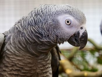 Close-up of african grey parrot 