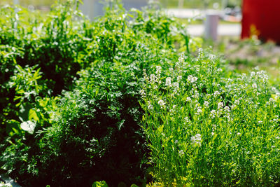 Close-up of flowering plants