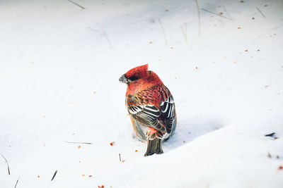 High angle view of bird perching on snow