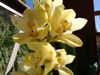Close-up of yellow flowers blooming outdoors
