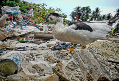 View of birds on rock