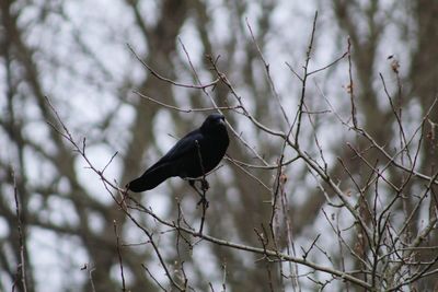 Low angle view of bird perching on branch