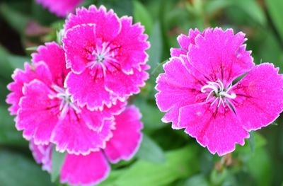 Close-up of pink flowers blooming outdoors